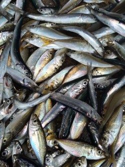 芳養堤防でお父さんと２人で　イワシ・アジ大漁！