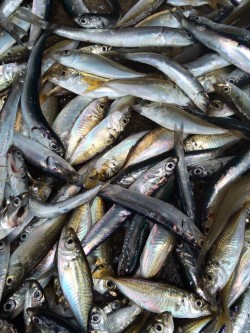 芳養堤防でお父さんと２人で　イワシ・アジ大…