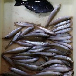 戎漁港　日中のちょい投げでキス好調♪