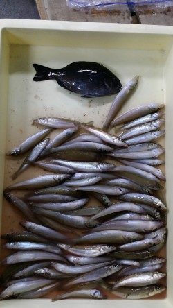 戎漁港　日中のちょい投げでキス好調♪