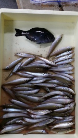 戎漁港　ちょい投げでキスの釣果