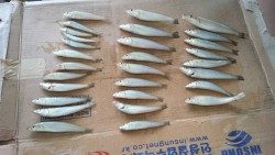 戎漁港のちょい投げでキスの釣果