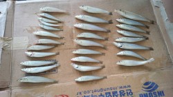 戎漁港のちょい投げでキスの釣果