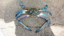 戎漁港のちょい投げでキスの釣果