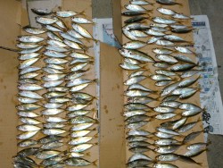 新芳養漁港のサビキで豆アジが釣れだしました…