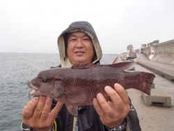 神戸市立平磯海づり公園 ウキ釣りでコブダイ…