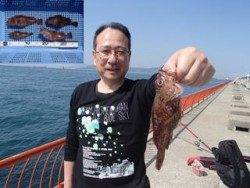神戸市立平磯海づり公園 投げ釣りでガシラの釣果