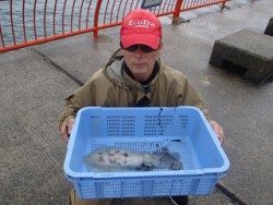 神戸市立平磯海づり公園 エギングで900ｇのアオリイカ