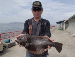 神戸市立平磯海づり公園 タイラバにヒラメ51ｃｍがヒット！
