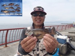 神戸市立平磯海づり公園 胴突でメバル・ガシ…