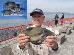 神戸市立平磯海づり公園 良型のウマヅラハギ