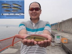 神戸市立平磯海づり公園 投げ釣りでベラの釣…