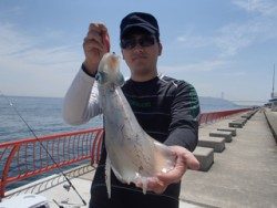 神戸市立平磯海づり公園でアオリキロアップ！