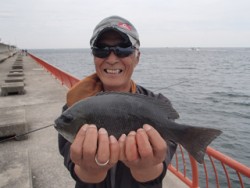 神戸市立平磯海づり公園 アオムシをエサにグ…