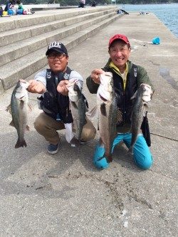 和歌山マリーナシティ海釣り公園 ノマセで良型シーバス4匹！