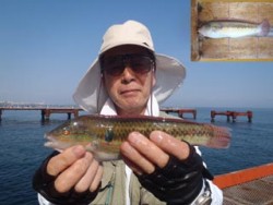 神戸市立須磨海づり公園 ウキ流し釣りでベラ…