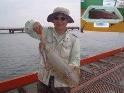 神戸市立須磨海づり公園 エギングでアオリイカ2490ｇ☆