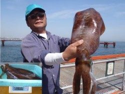 神戸市立須磨海づり公園 2800ｇのアオリイカ♪