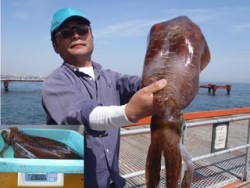 神戸市立須磨海づり公園 2800ｇのアオリ…