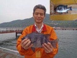 神戸市立須磨海づり公園 投稿　落とし込みでイシダイ34.5cm