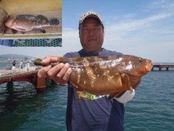 神戸市立須磨海づり公園 シラサエビでアコウ43.0cm！