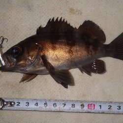 プラグでメバリング