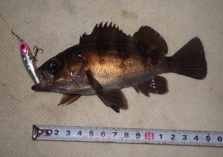 プラグでメバリング