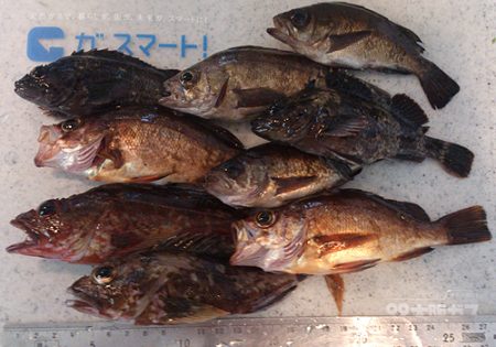 ファミリーフィッシングin林崎