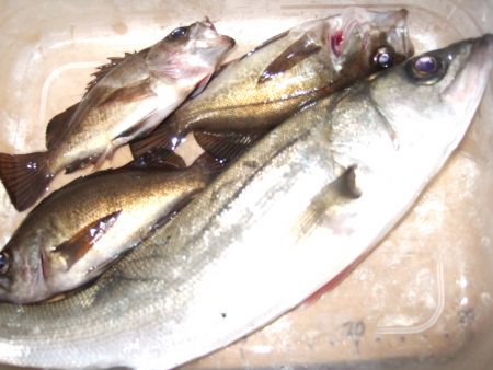 小メバル、ときどきセイゴ。