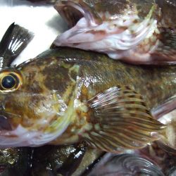 ガッシー元気。