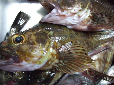 ガッシー元気。