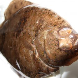 チビカレイ釣れました。