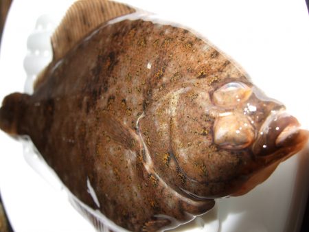 チビカレイ釣れました。