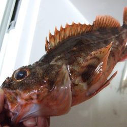 サバ不発も良型ガシラゲット!