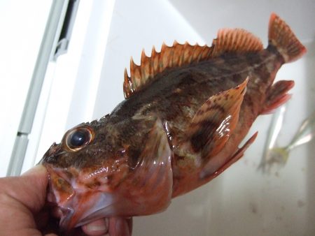 サバ不発も良型ガシラゲット！