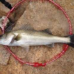 久々の60cmオーバーに満足!