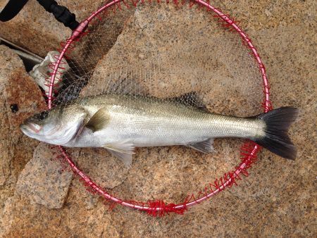 久々の60cmオーバーに満足!