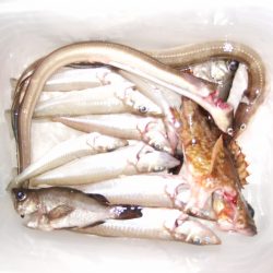 キス釣れました。暗くなってからはあなごも