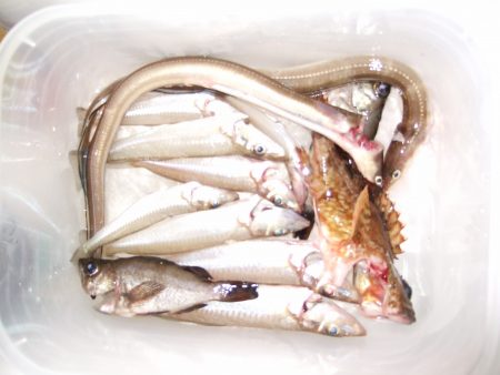 キス釣れました。暗くなってからはあなごも