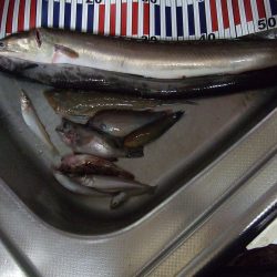 巨大アナゴ?? ハモでした!