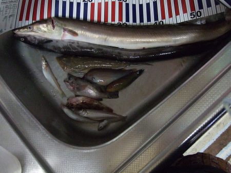 巨大アナゴ？？　ハモでした！