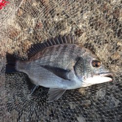 南港でエビ撒き! サイズが...