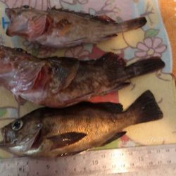 林崎漁港で穴釣り 大漁でした。