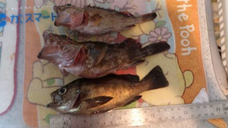 林崎漁港で穴釣り　大漁でした。