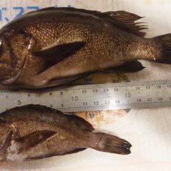 二見漁港でメバリング　6月1日