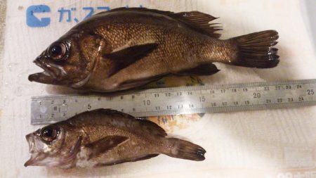 二見漁港でメバリング　6月1日