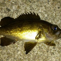 メバリング　【江井ケ島〜二見】