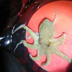 約一年ぶりのタコ！