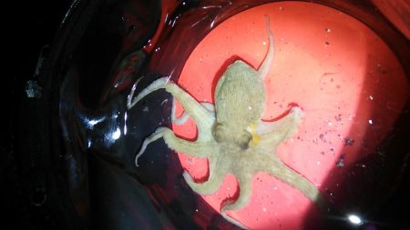 約一年ぶりのタコ！