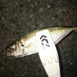 久しぶりのアジ